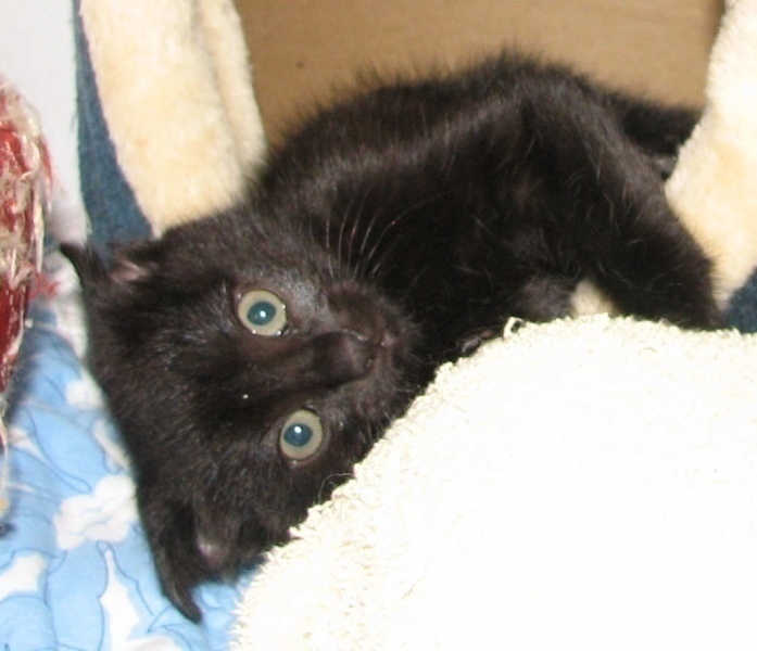 [picture of Ebony, a Domestic Short Hair black cat]