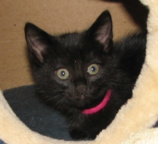 [picture of Ebony, a Domestic Short Hair black cat]