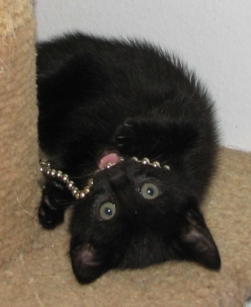 [picture of Ebony, a Domestic Short Hair black cat]