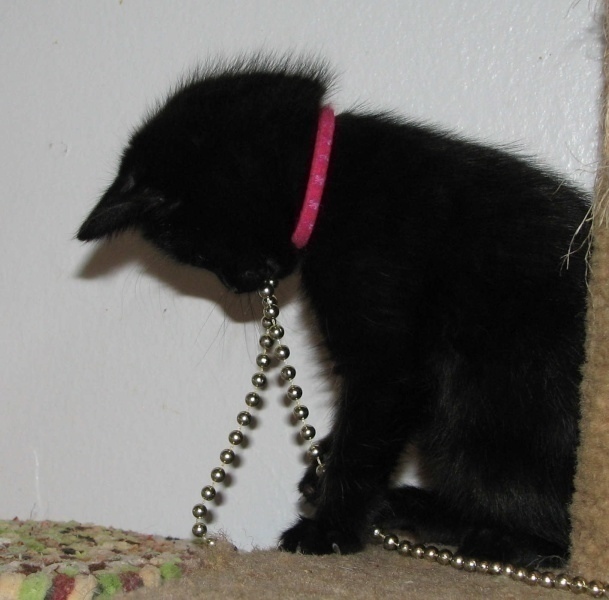 [picture of Ebony, a Domestic Short Hair black cat]