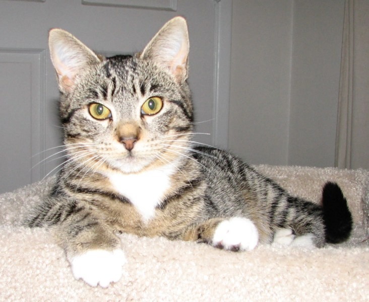 [picture of Stormy, a Domestic Short Hair mackeral tabby/white cat]