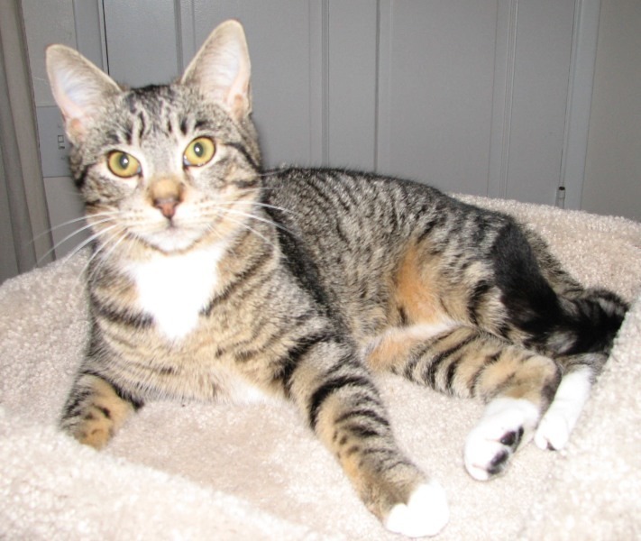 [picture of Stormy, a Domestic Short Hair mackeral tabby/white cat]