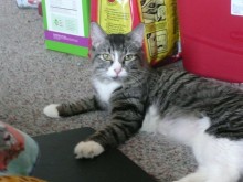 [another picture of Noelle, a Domestic Medium Hair brown tabby/white\ cat] 