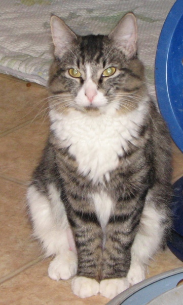 [picture of Noelle, a Domestic Medium Hair brown tabby/white cat]