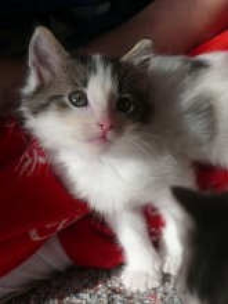 [picture of Kringle, a Domestic Medium Hair white/tabby cat]