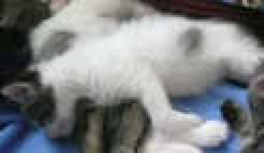 [picture of Kringle, a Domestic Medium Hair white/tabby cat]