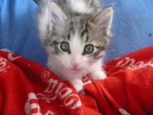 [picture of Gaspar, a Domestic Medium Hair white/tabby cat]