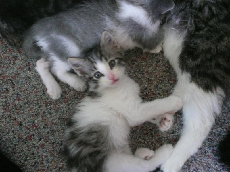 [picture of Gaspar, a Domestic Medium Hair white/tabby cat]