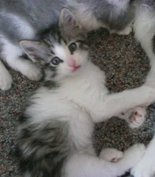 [picture of Gaspar, a Domestic Medium Hair white/tabby cat]