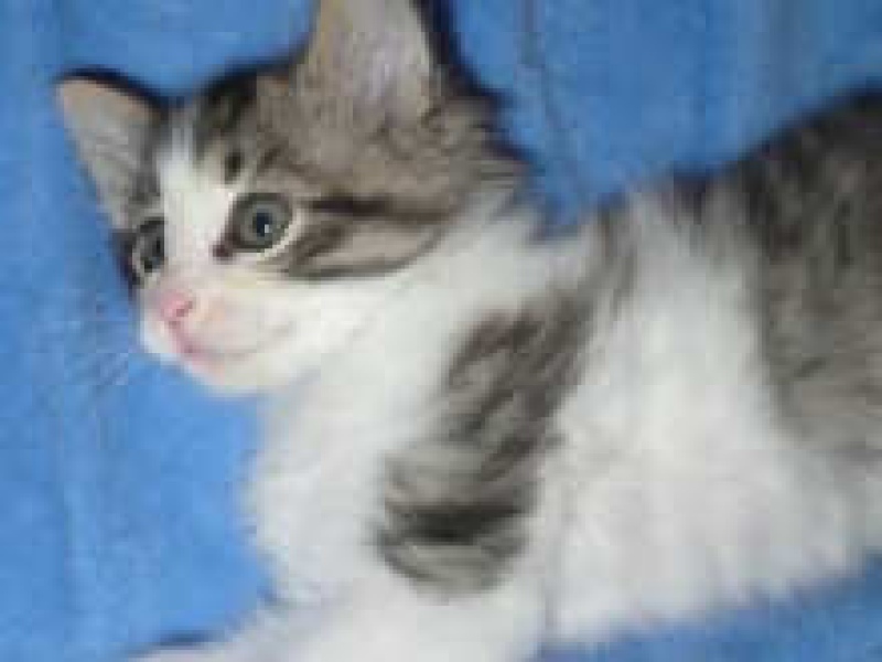 [picture of Gaspar, a Domestic Medium Hair white/tabby cat]