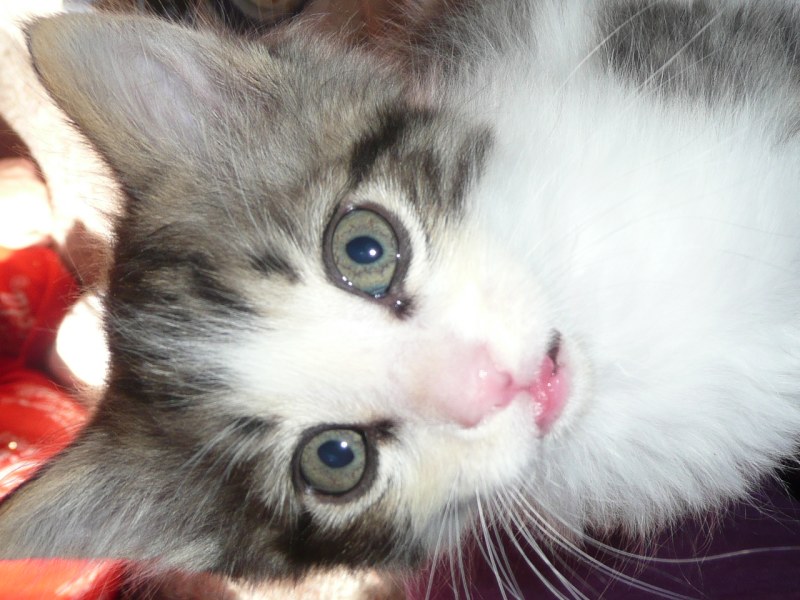 [picture of Gaspar, a Domestic Medium Hair white/tabby cat]