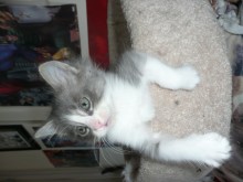 [picture of Claus, a Domestic Medium Hair white/gray cat]