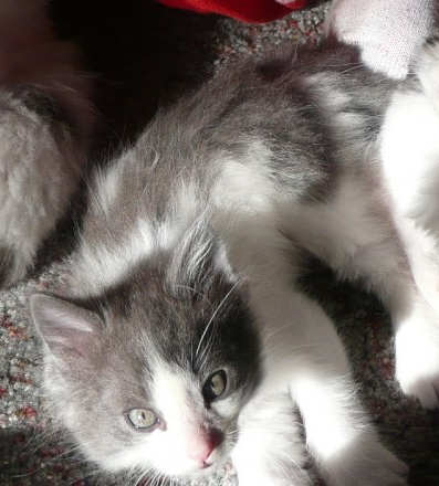 [another picture of Vintner, a Domestic Medium Hair white/gray\ cat] 