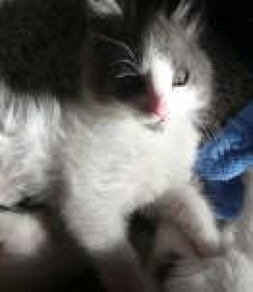 [picture of Vintner, a Domestic Medium Hair white/gray cat]