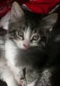 [another picture of Vixen, a Domestic Medium Hair white/tabby\ cat] 