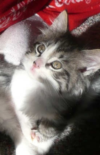 [picture of Vixen, a Domestic Medium Hair white/tabby cat]