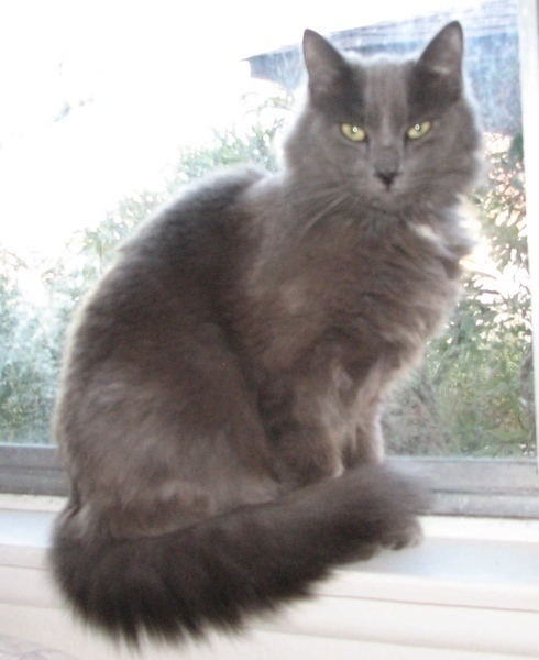 [picture of Norman, a Domestic Medium Hair gray cat]