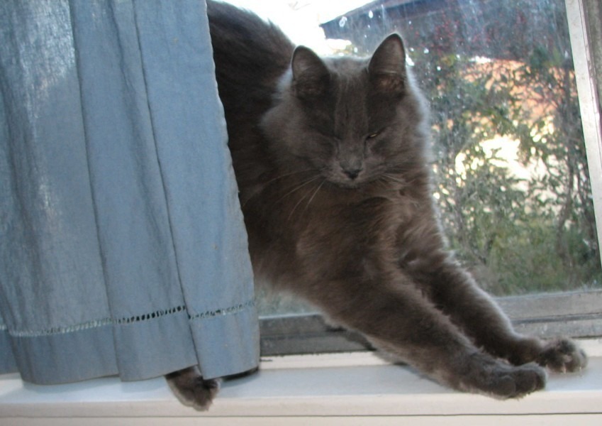 [picture of Norman, a Domestic Medium Hair gray cat]