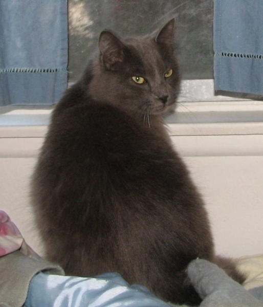 [picture of Norman, a Domestic Medium Hair gray cat]