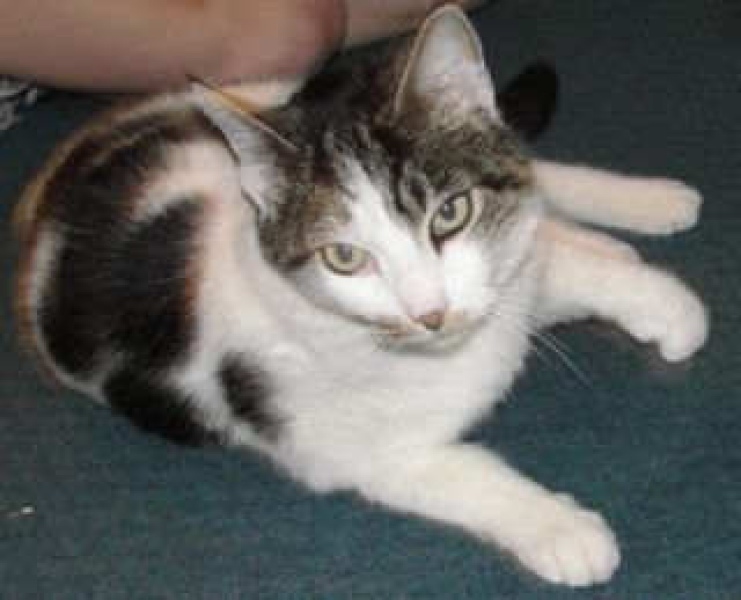 [picture of Albert, a Domestic Short Hair white/tabby cat]
