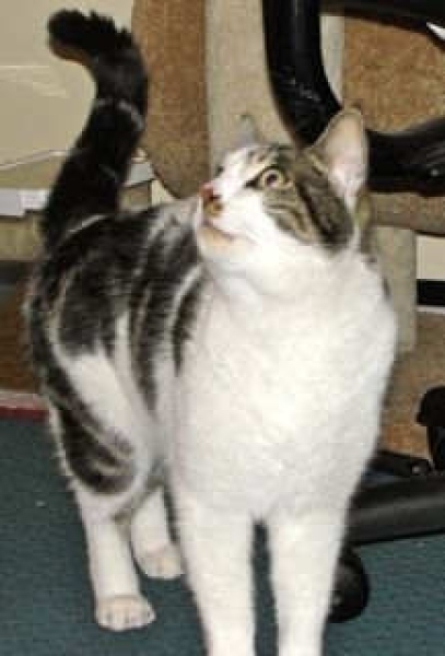 [picture of Albert, a Domestic Short Hair white/tabby cat]
