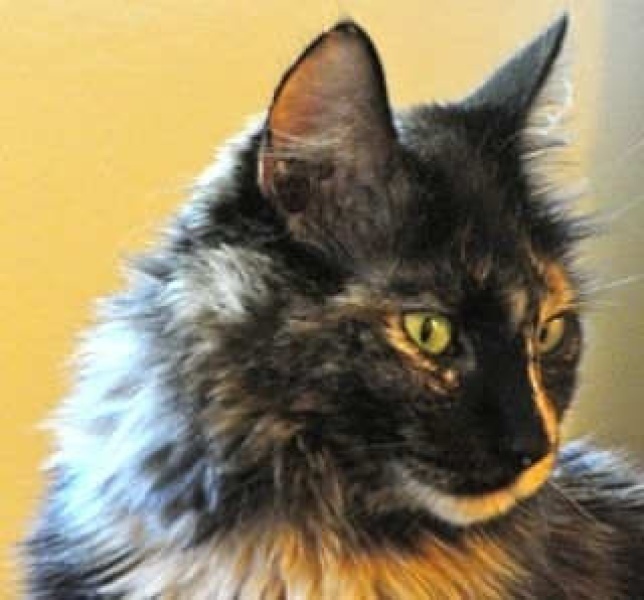 [picture of Abby, a Domestic Long Hair tortoiseshell cat]