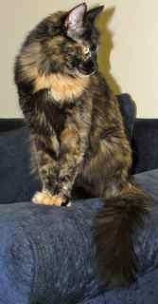 [picture of Abby, a Domestic Long Hair tortoiseshell cat]