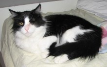 [another picture of Chiquita Bonita, a Domestic Medium Hair tabby/white\ cat] 