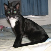 [another picture of Jack O'Lantern, a Domestic Short Hair black/white\ cat] 