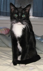 [picture of Jack O'Lantern, a Domestic Short Hair black/white cat]