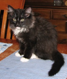 [another picture of Puffin, a Domestic Long Hair black/white\ cat] 