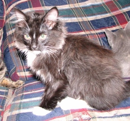 [picture of Puffin, a Domestic Long Hair black/white cat]