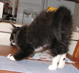 [picture of Puffin, a Domestic Long Hair black/white cat]