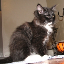 [picture of Puffin, a Domestic Long Hair black/white cat]