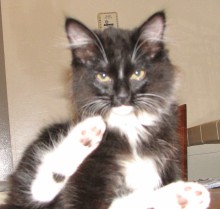 [picture of Puffin, a Domestic Long Hair black/white\ cat] 