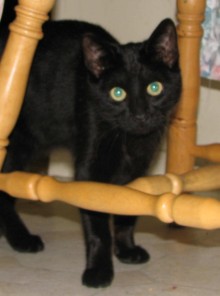 [another picture of Pepe, a Domestic Short Hair black\ cat] 
