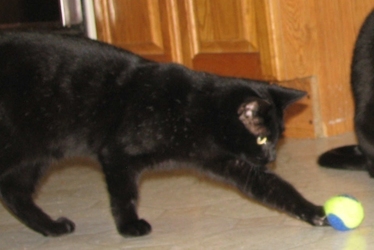[picture of Pepe, a Domestic Short Hair black cat]