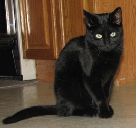 [picture of Pepe, a Domestic Short Hair black cat]