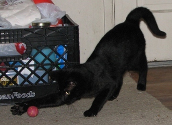 [picture of Pepe, a Domestic Short Hair black cat]