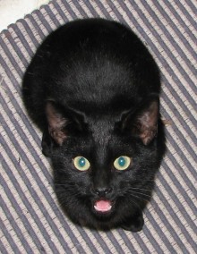 [picture of Pepe, a Domestic Short Hair black\ cat] 