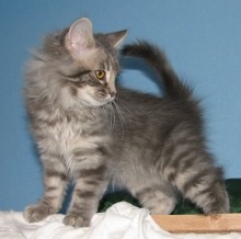 [another picture of Julian, a Domestic Long Hair gray\ cat] 