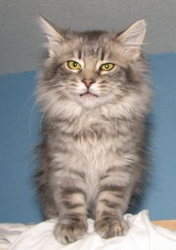[picture of Julian, a Domestic Long Hair gray cat]