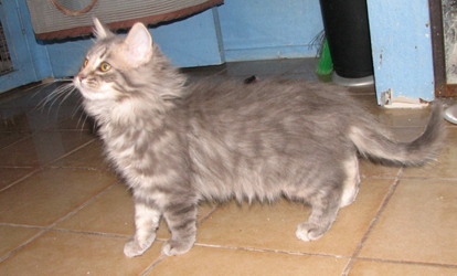 [picture of Julian, a Domestic Long Hair gray cat]