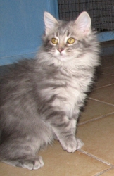 [picture of Julian, a Domestic Long Hair gray cat]