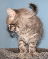 [picture of Julian, a Domestic Long Hair gray cat]