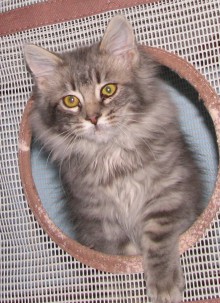 [picture of Julian, a Domestic Long Hair gray\ cat] 
