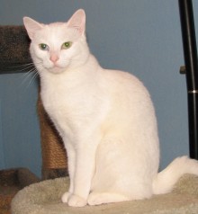 [another picture of Star, a Domestic Short Hair dsh white\ cat] 