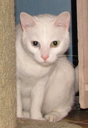 [picture of Star, a Domestic Short Hair dsh white cat]