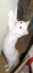 [picture of Star, a Domestic Short Hair dsh white cat]