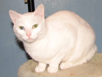 [picture of Star, a Domestic Short Hair dsh white cat]